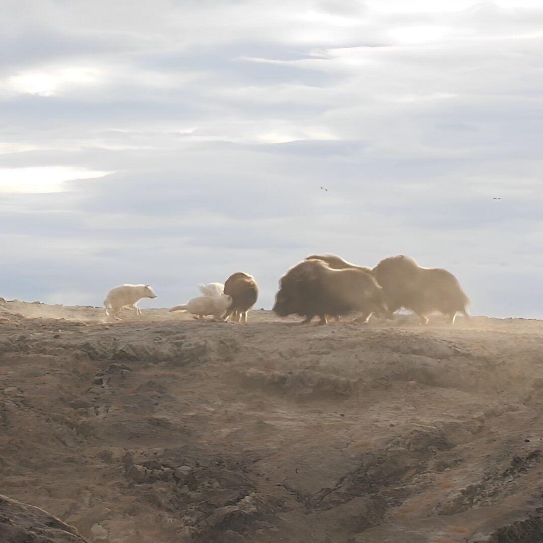 National Geographic: Kingdom of the White Wolf thumbnail